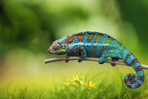 chameleon, animal, wildlife