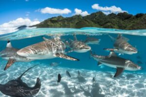 I migliori siti per immersioni e snorkeling ne Le Isole di Tahiti