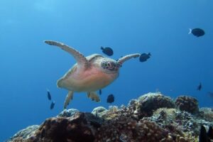 Tubbataha Reefs Natural Park – World Heritage